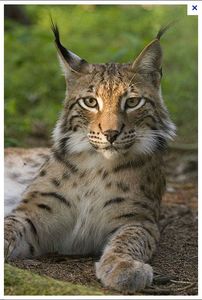 papa lynx