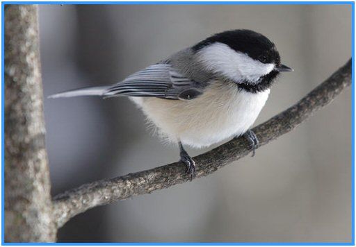 oiseau_mesange_tete_noire