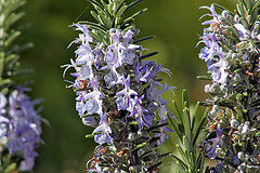 rosmarinus
