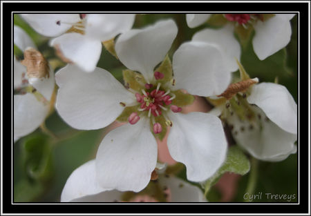 2010_05_23_Fleur_de_poirier