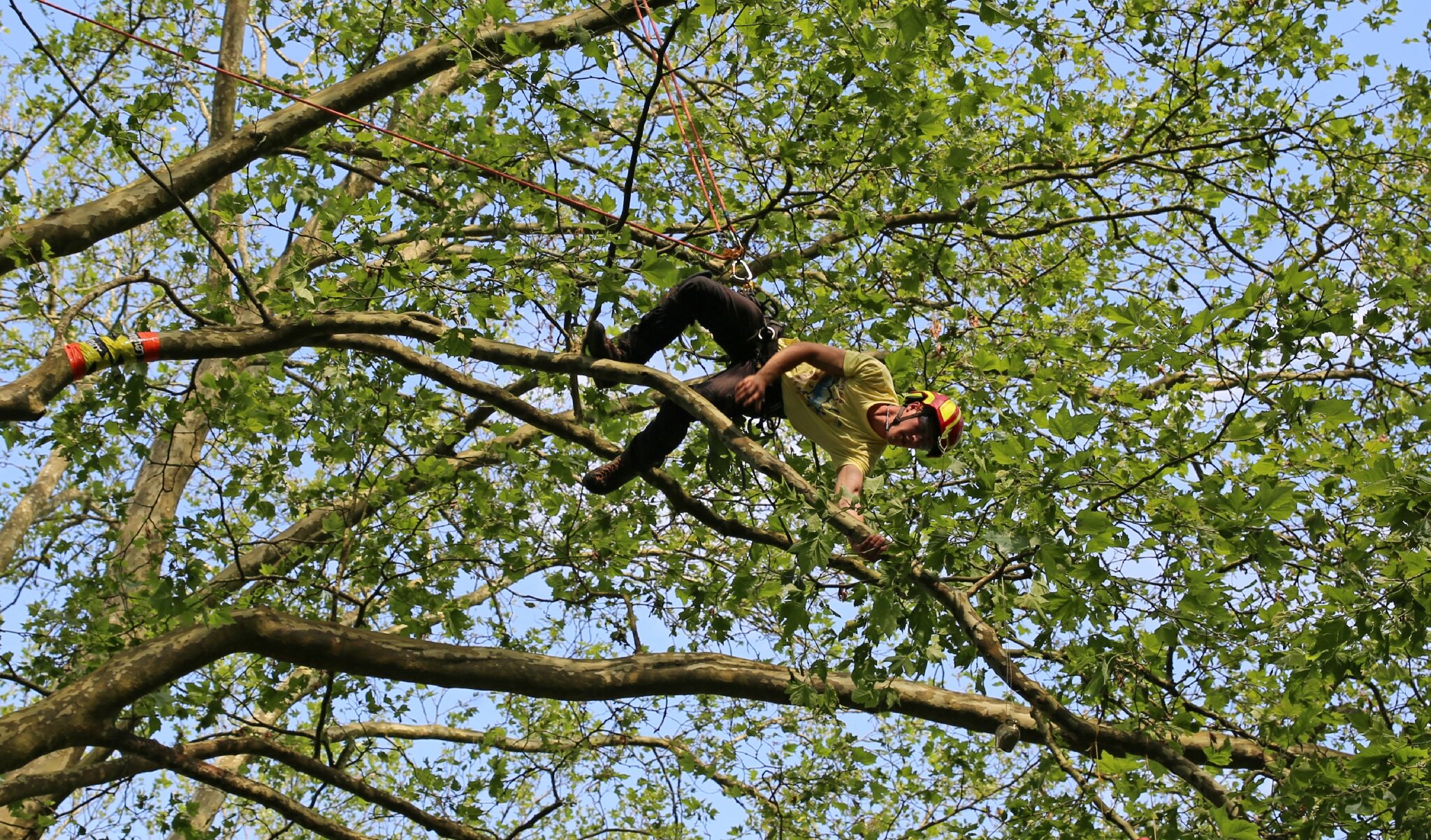 Rencontre nationale d'arboriculture 2016