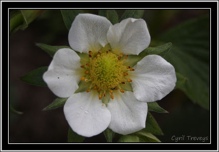 2010_05_23_Une_fleur_de_fraise