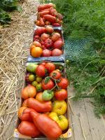 26-tomates du jour (1)