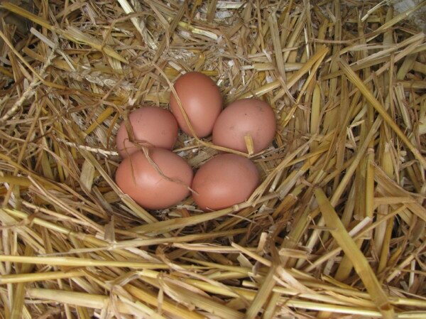 P oeufs5