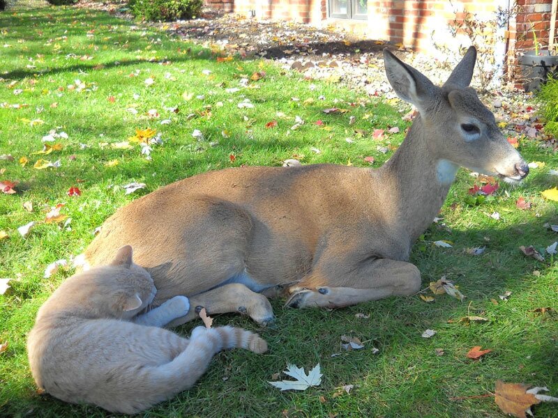 image00333353