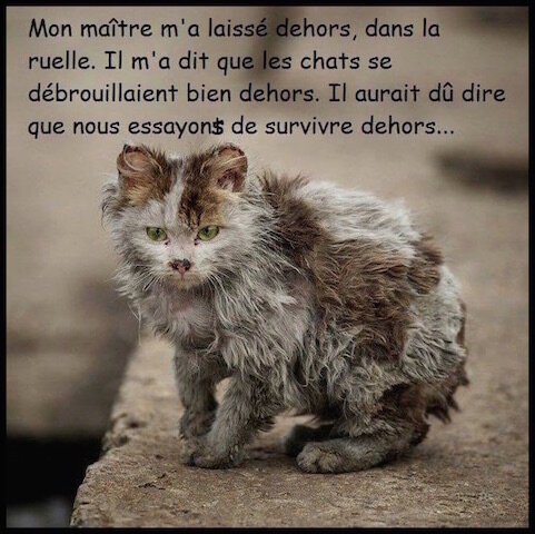 chat fleury les aubrais