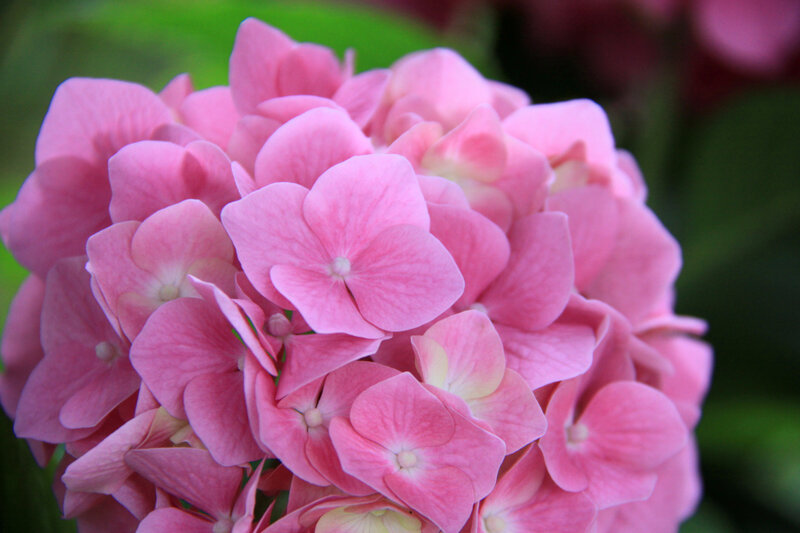 Instants fleuris du jour (40)