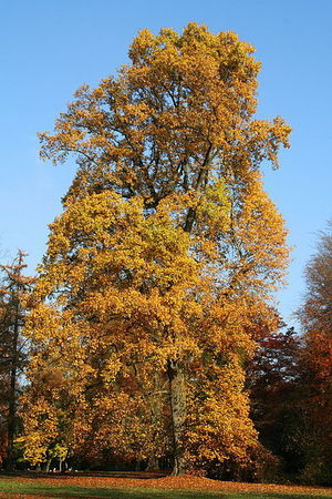 tulipier01