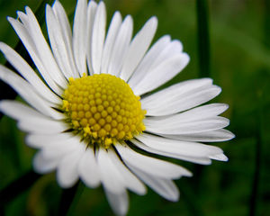 marguerite