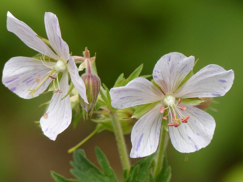 geranium splish splash (2)