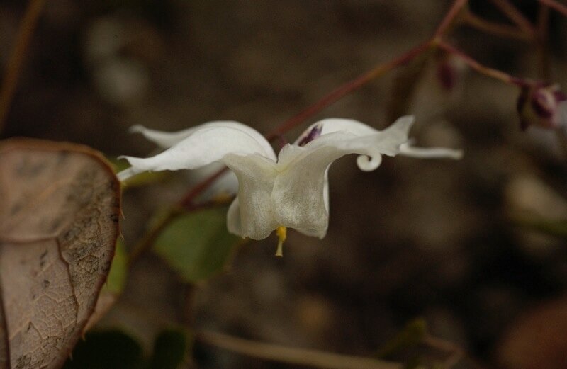 Epimedium Arctic Wings