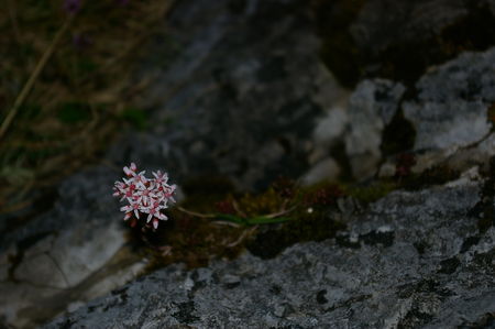 IMGP0682