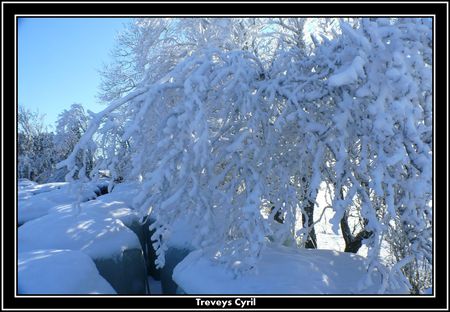2008_12_27_Arbres_enneig__et_givr_s