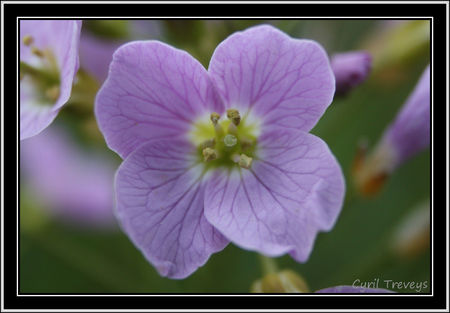 2010_05_18_Une_fleur_de_cardamine__2_