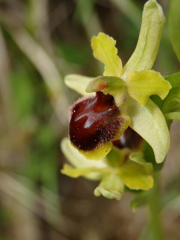 ophrys petite ariagnée