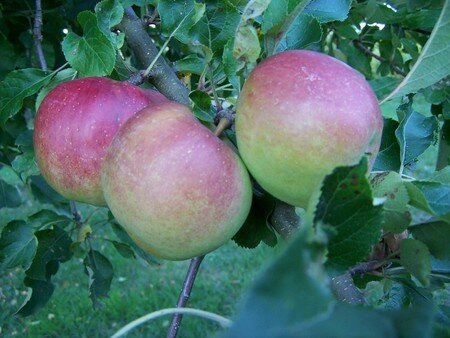 1_fruits_des_pommes_0001