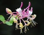 lonicera