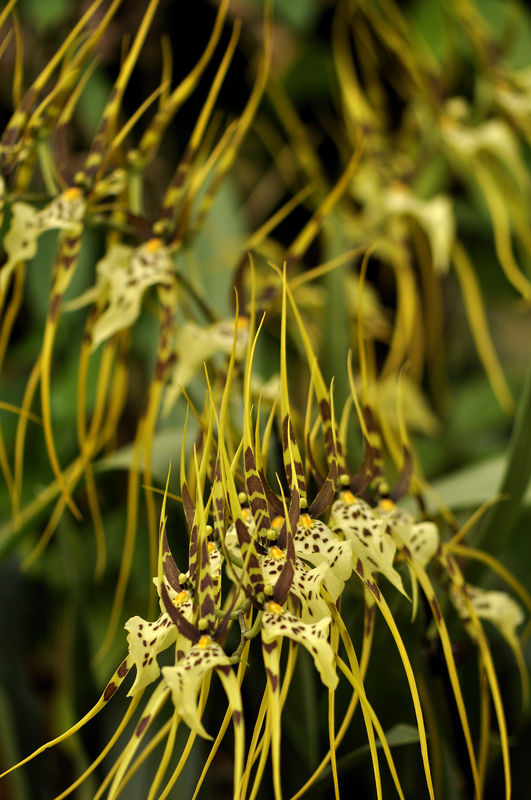 _DSC0047_Brassia_rex_Cheverny