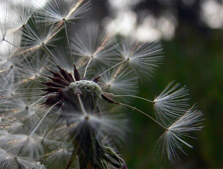 DANDELION2