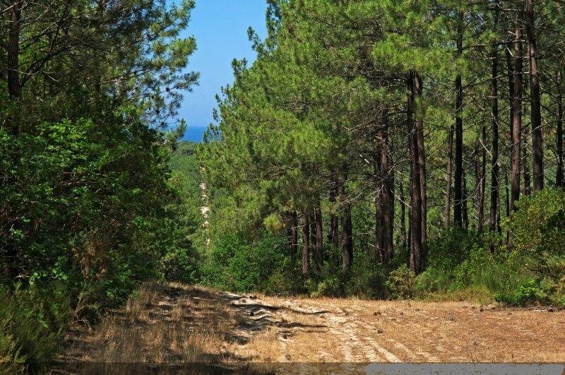 Photo-normal_Promenade_dans_la_foret_landaise_-04