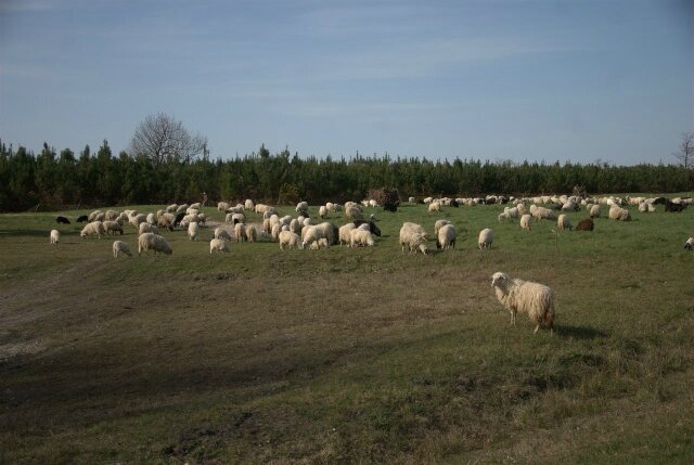 transhumance_25_03_11_dsc_0022