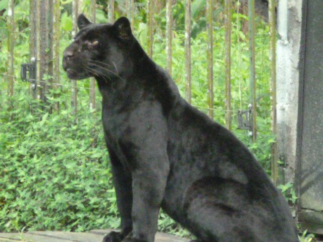 puma noir guyane puma noir guyane