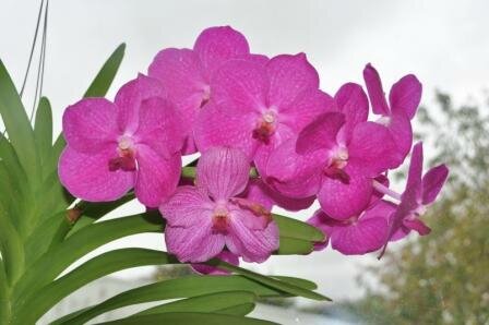 Vanda
