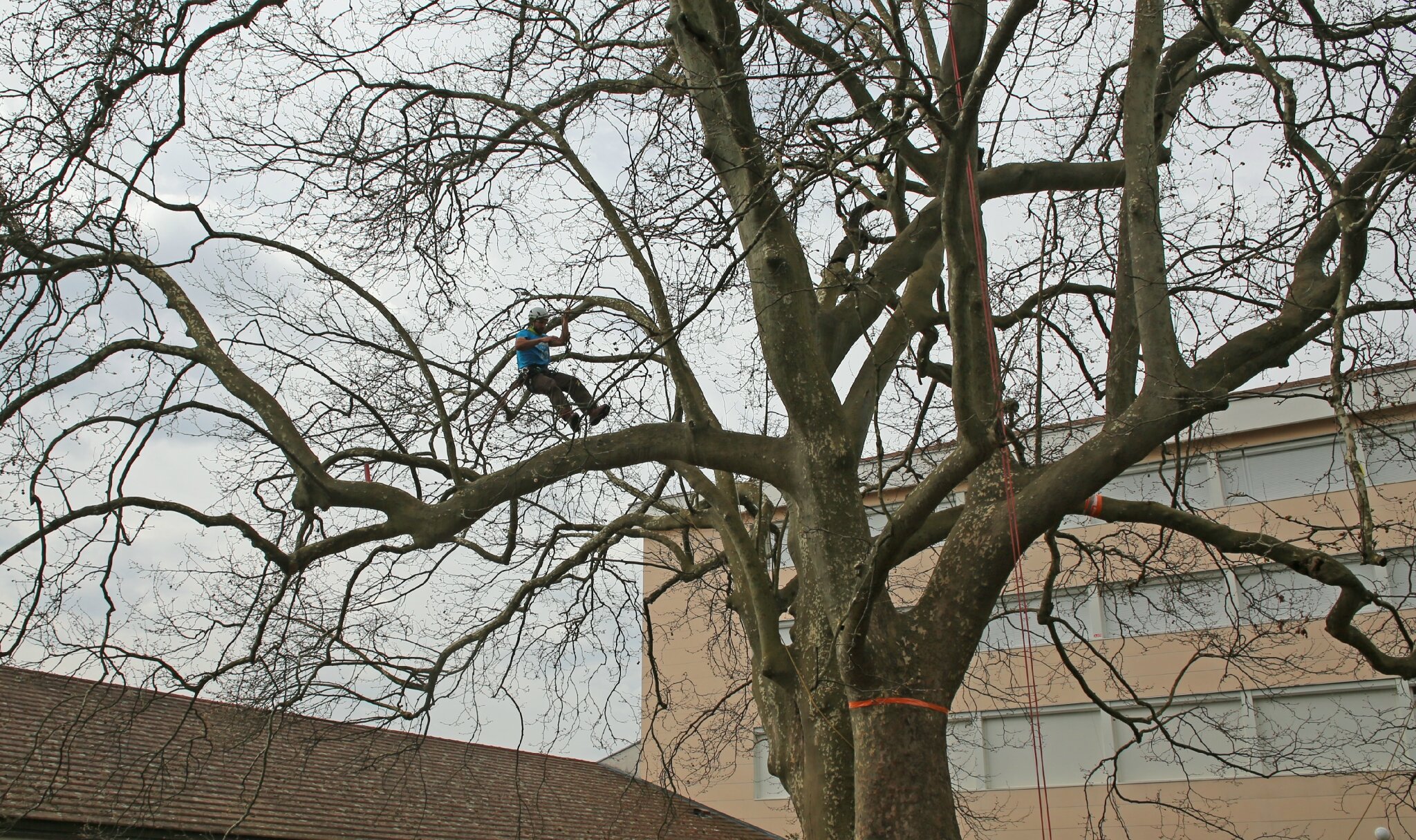 Rencontre regionale d'arboriculture