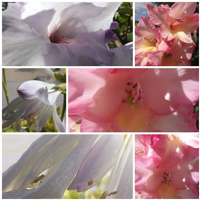 Conserves & jardin (13)