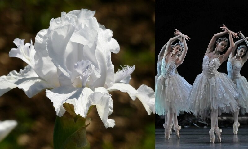 danse et fleurs (2)
