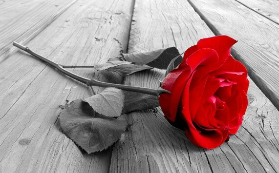 rose