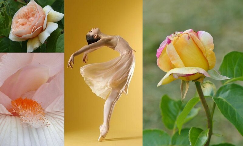 Danse et Fleurs 4