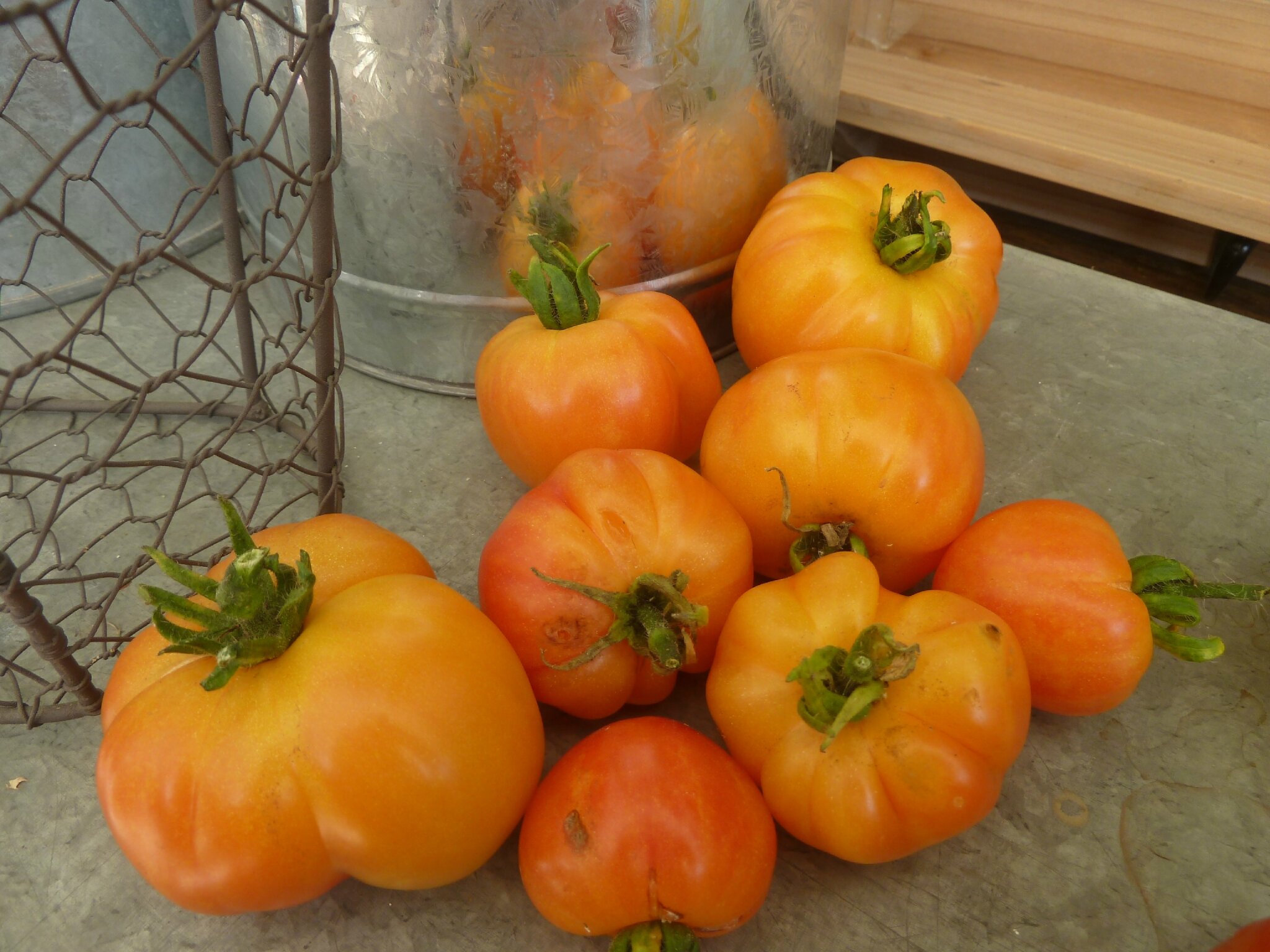 1er avril tomates....plantées passion potager