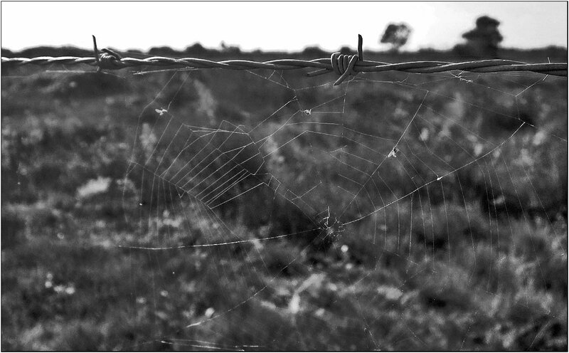 01 barbelé toile araignée