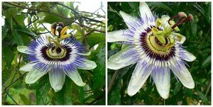 mosaicPassiflore