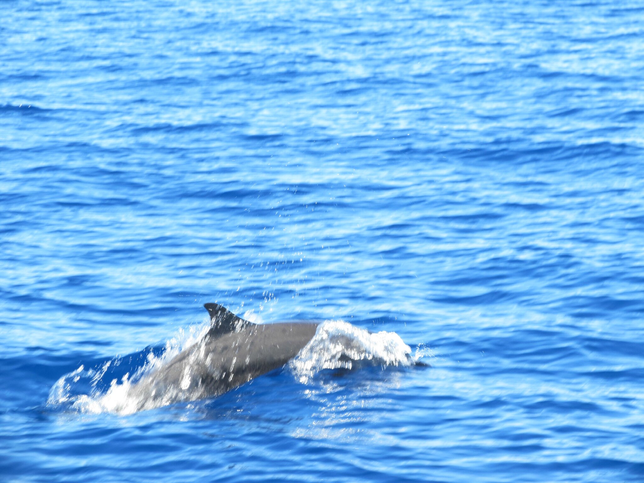 rencontre dauphins martinique