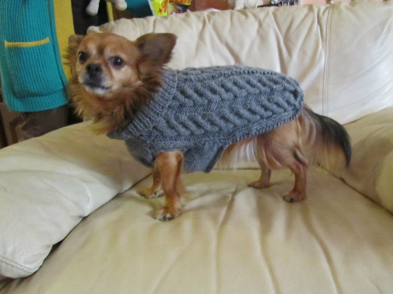 apprendre a tricoter un pull pour chien