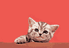 chat_063