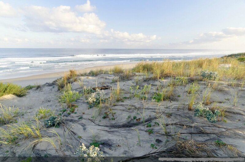 Photo-Dans_les_dunes_-_Biscarrosse_plage_-01