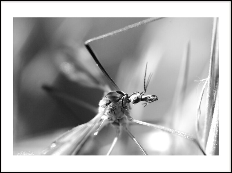 14 04 21 14 04 15 105macro 9991 b