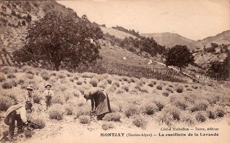 Coeurs de lavande (1)