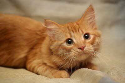 Chat villeurbanne
