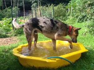 Fan et l'eau II
