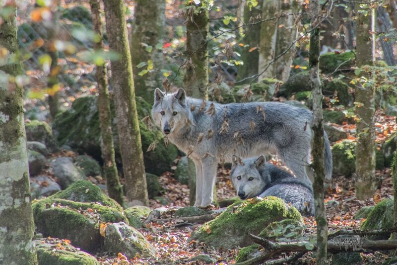 Les loups canadiens