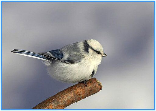 oiseau_mesange_azur_e