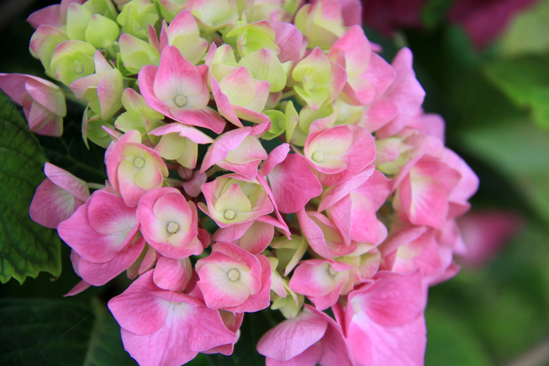 Instants fleuris du jour (38)