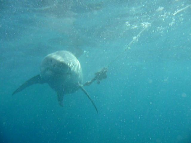 que faire si on rencontre un requin