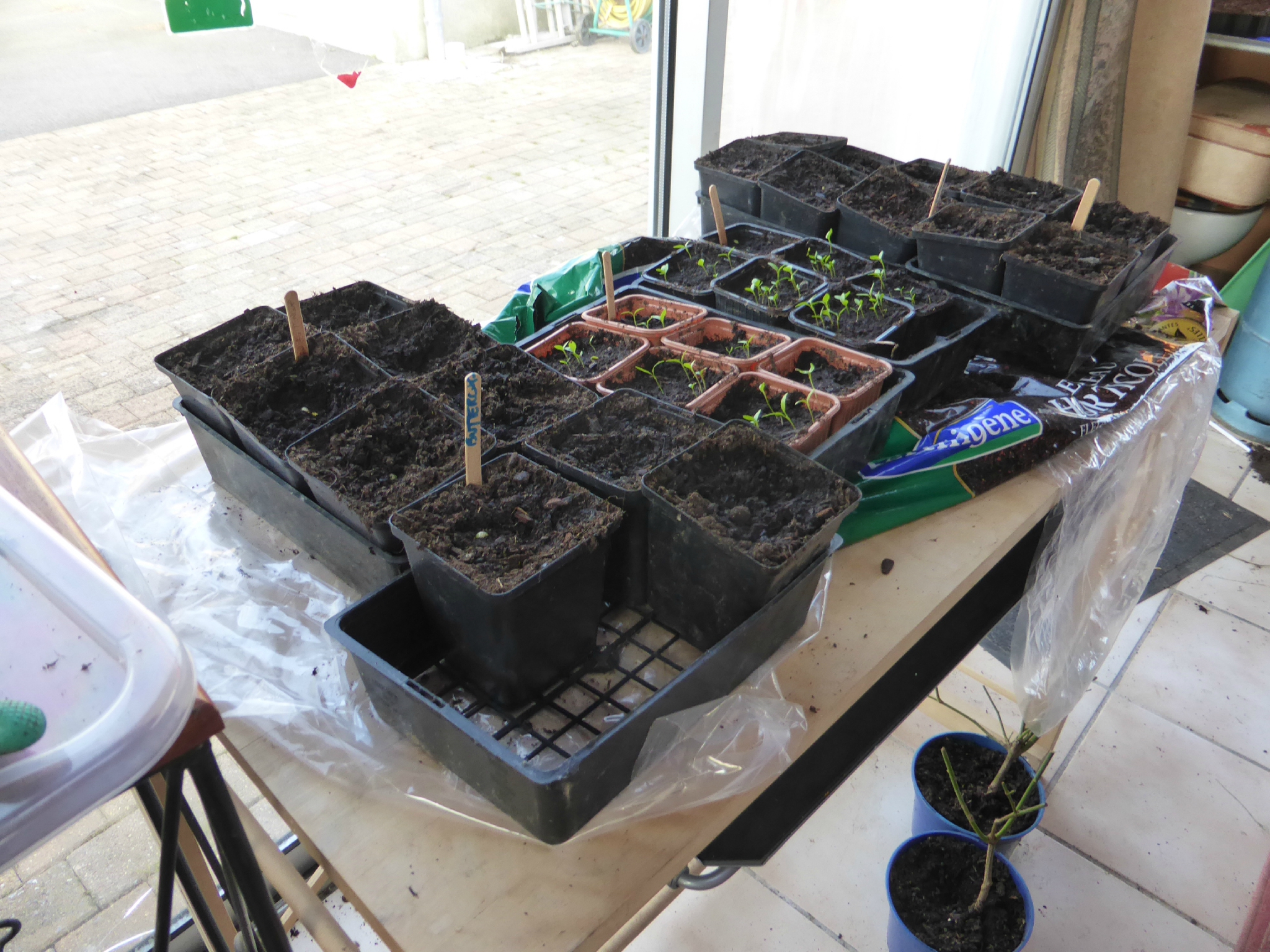 15 mars dormir dans la serre ça serait risqué.... passion potager