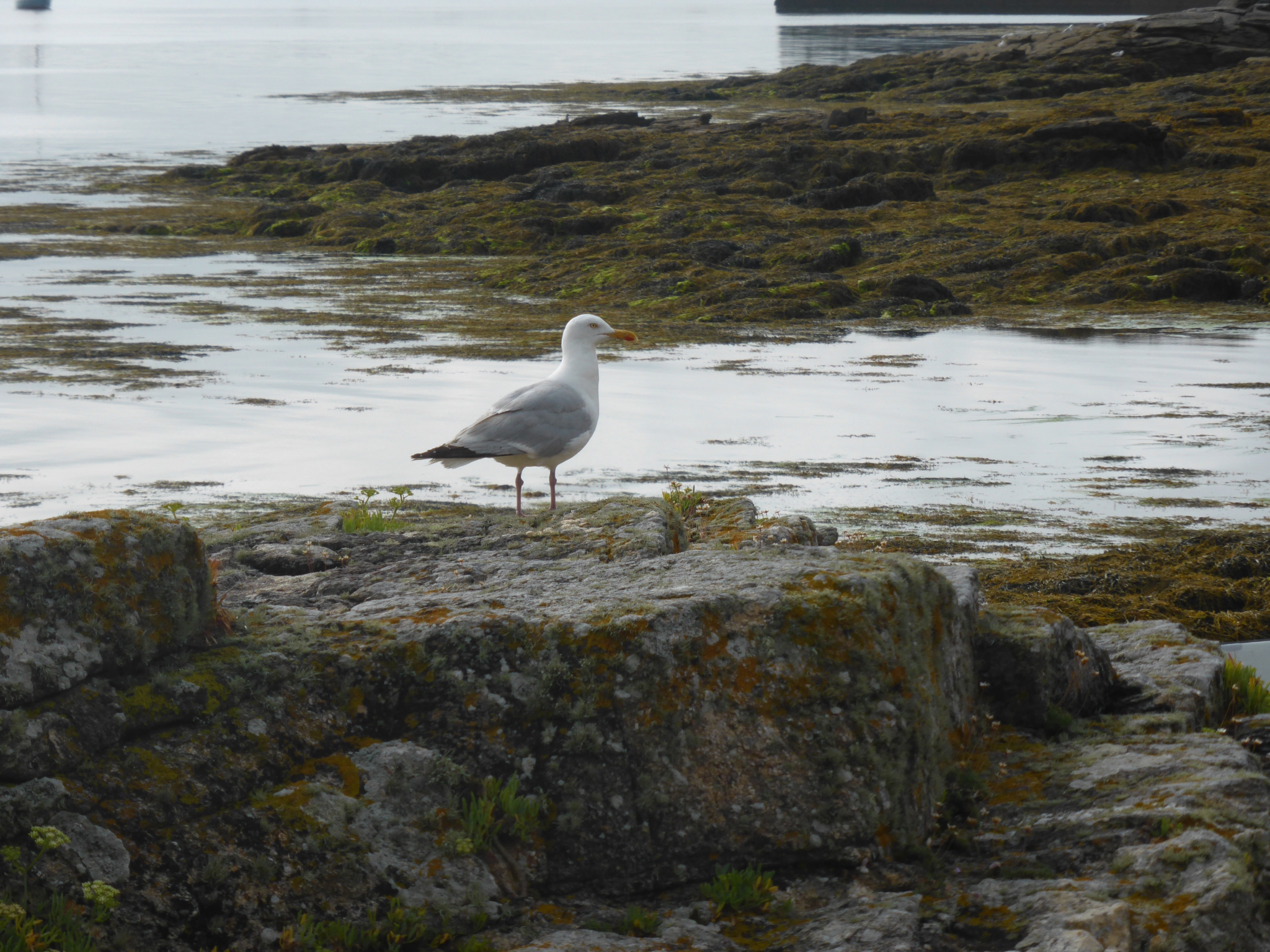 Oiseaux de bord de mer, bretons