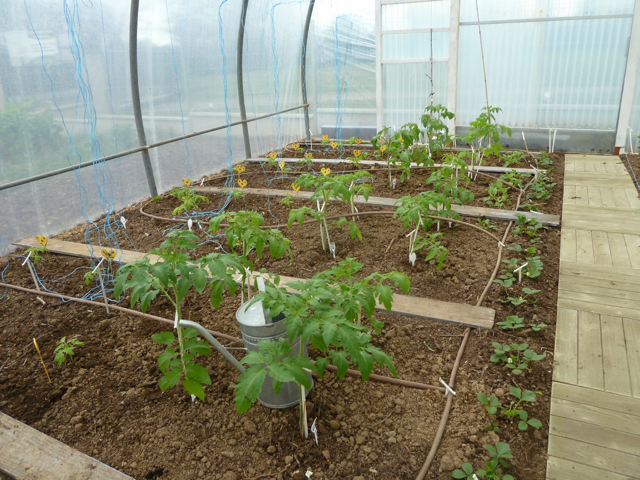 11/04/2013 tomates sous serre passion potager